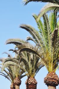 palm tree