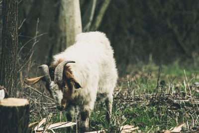 Goat standing on grassy field