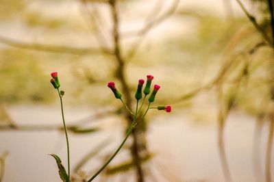 Close-up of red flower