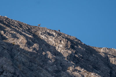 Low angle view of bird on rock against clear blue sky