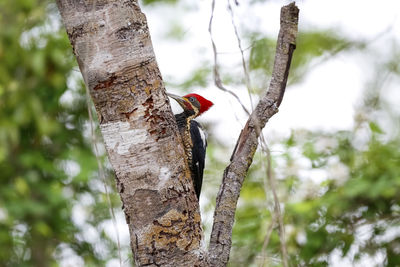 Low angle view of bird perching on tree