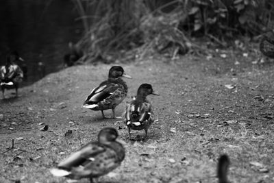 Children on field