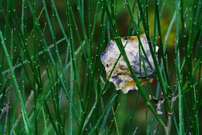 High angle view of dry leaf on grass