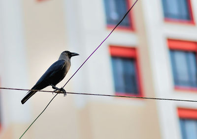 Close-up of bird perching on branch