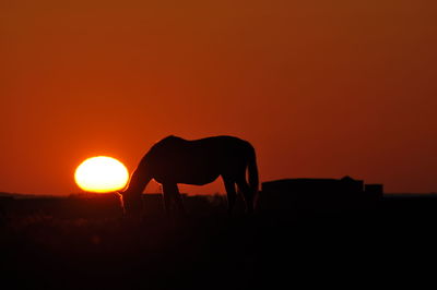 Silhouette horse standing on field against orange sky