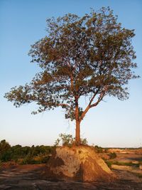 Tree on field against clear sky