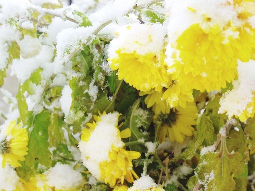 CLOSE-UP VIEW OF YELLOW FLOWERS