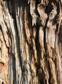 Full frame shot of tree trunk