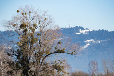 Low angle view of bare trees against clear sky