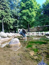 View of birds on rock