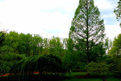 Low angle view of trees against sky