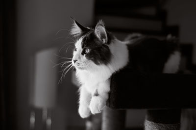 Close-up of a cat looking away at home