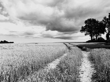 Scenic view of wheat field against sky