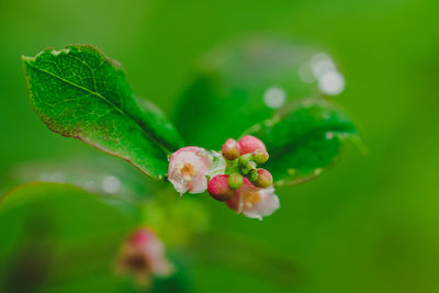 Close-up of red berries on plant