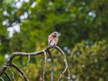 Low angle view of a bird perching on branch