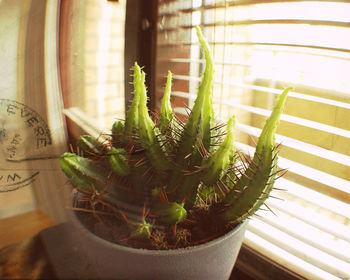 Potted plants on window sill