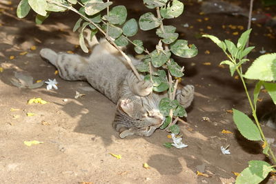 High angle view of a cat resting