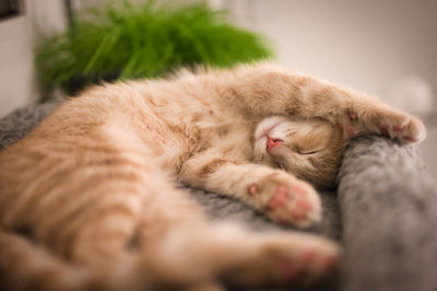 Close-up of cat sleeping