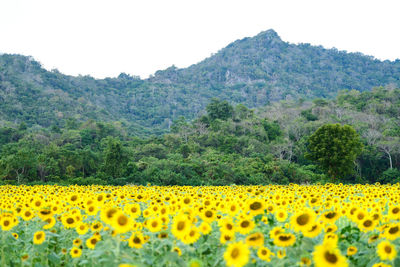 Scenic view of sunflower field against clear sky