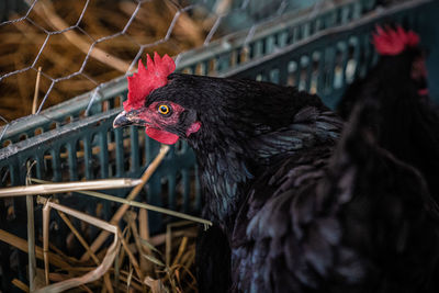 Close-up of rooster