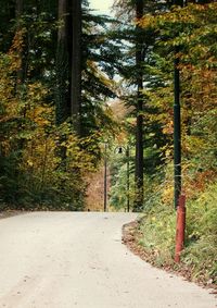 Road amidst trees in forest during autumn