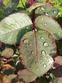 Close-up of wet plant