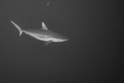 View of fish swimming in sea