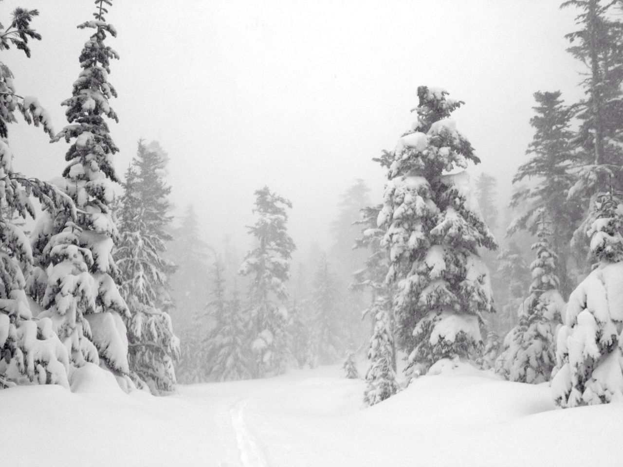 Pocket Creek, Mt. Hood