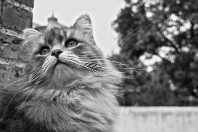 Close-up portrait of cat