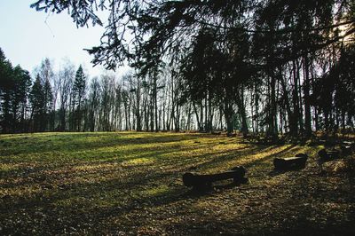 Scenic view of trees on field against sky
