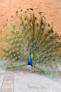 Peacock with fanned out feathers