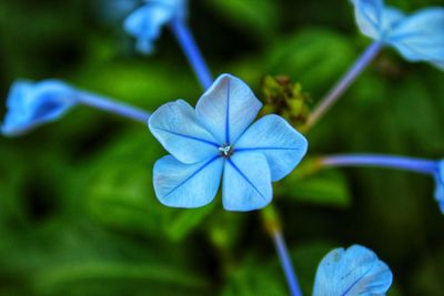 Close-up of blue flowering plant