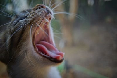 Close-up portrait of cat yawning