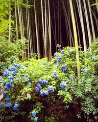 Blue flowering plants and trees in field