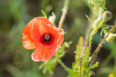 Close-up of red poppy growing on plant
