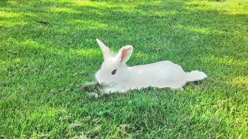 Dog on grassy field
