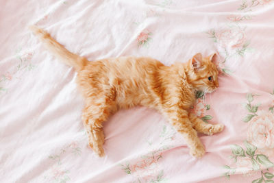 Cute ginger cat is lying in bed.fluffy pet. stray kitten sleep on bed first time in life. cozy home.