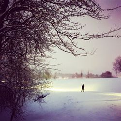 Bare tree on snow covered land against sky