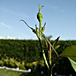Close-up of bird against sky