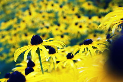 Close-up of yellow flowers in field