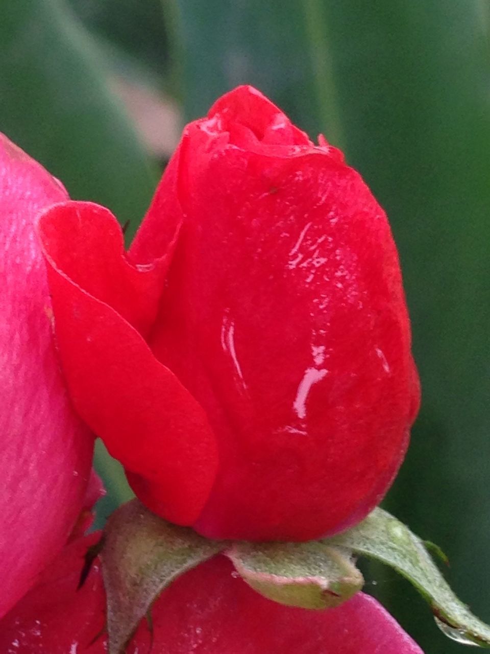 flower, petal, freshness, flower head, close-up, red, fragility, rose - flower, single flower, beauty in nature, pink color, growth, nature, focus on foreground, drop, blooming, plant, rose, pink, in bloom