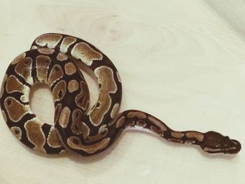 Close-up of object over white background