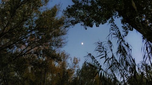 Low angle view of trees against sky