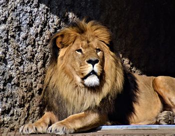 Portrait of lion sitting