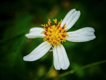 Close-up of white flowers blooming outdoors