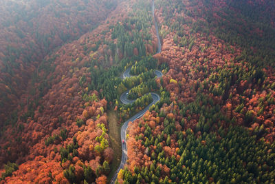 High angle view of trees and plants in forest