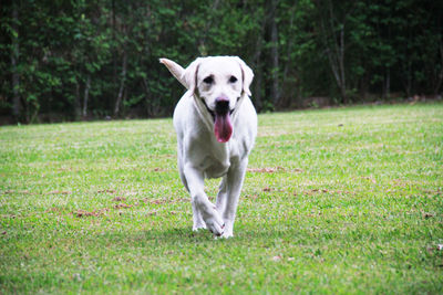 Portrait of dog running on grassy field