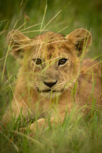 Close-up portrait of lion cub sitting amidst plants