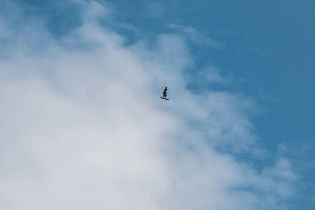 sky, cloud, flying, animal, bird, animal themes, one animal, low angle view, animal wildlife, wildlife, nature, blue, no people, mid-air, day, outdoors, beauty in nature, wing, spread wings, animal body part, copy space