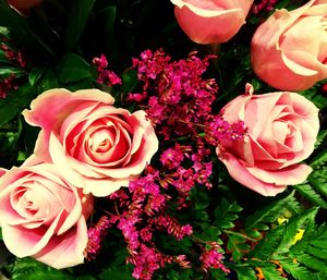 Close-up of pink rose